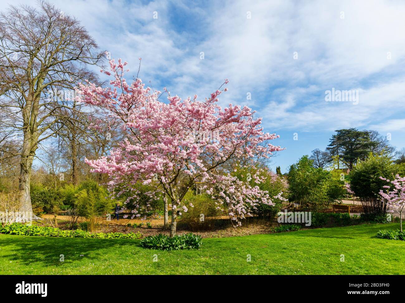 Piccolo albero, grappoli di semi-doppi fiori rosa di Prunus accolade ciliegia fiorita in fiore in primavera in una giornata di sole, RHS Garden, Wisley, Surrey Foto Stock