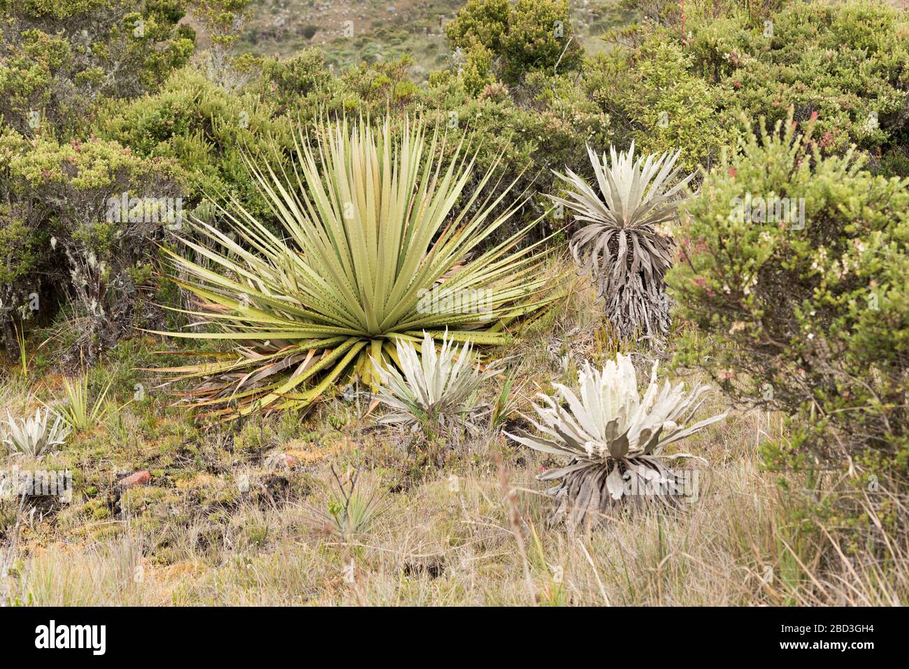 Parco Nazionale di Chingaza, Colombia. Moor paesaggio: Vegetazione tipica del paramo, tra cui un puya goudotiana e fragilejones, espeletia Foto Stock