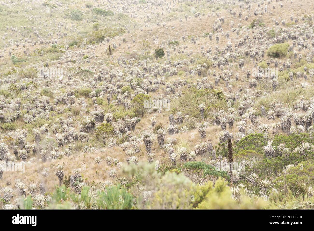 Parco Nazionale di Chingaza, Colombia. Paesaggio di Moor: Vegetazione tipica del paramo, compresi flailejones, espeletia e puya goudotiana Foto Stock
