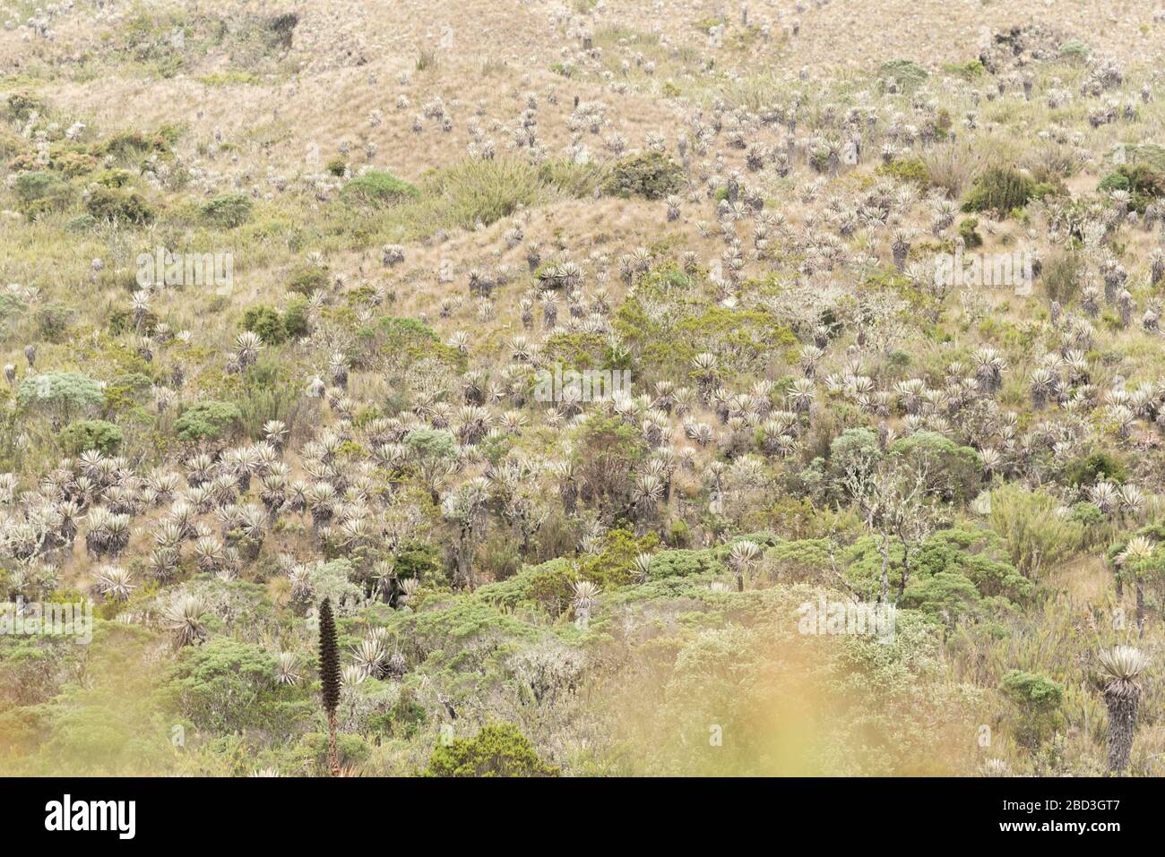Parco Nazionale di Chingaza, Colombia. Paesaggio di Moor: Vegetazione tipica del paramo, compresi flailejones, espeletia e puya goudotiana Foto Stock