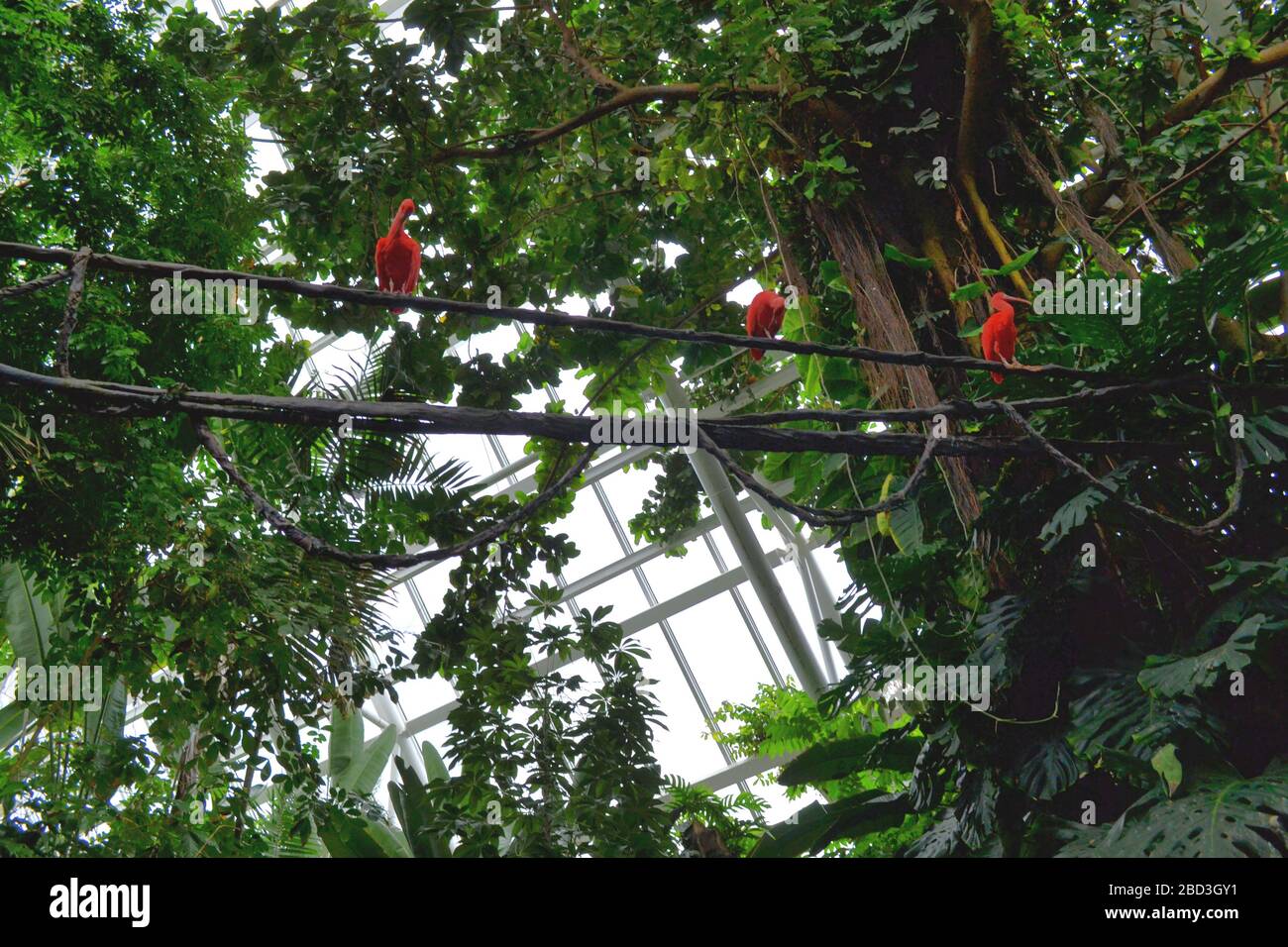 Piramide della foresta pluviale a Moody Gradens a Galveston, Texas: I Red Ibises sono posti a sedere sui rami Foto Stock