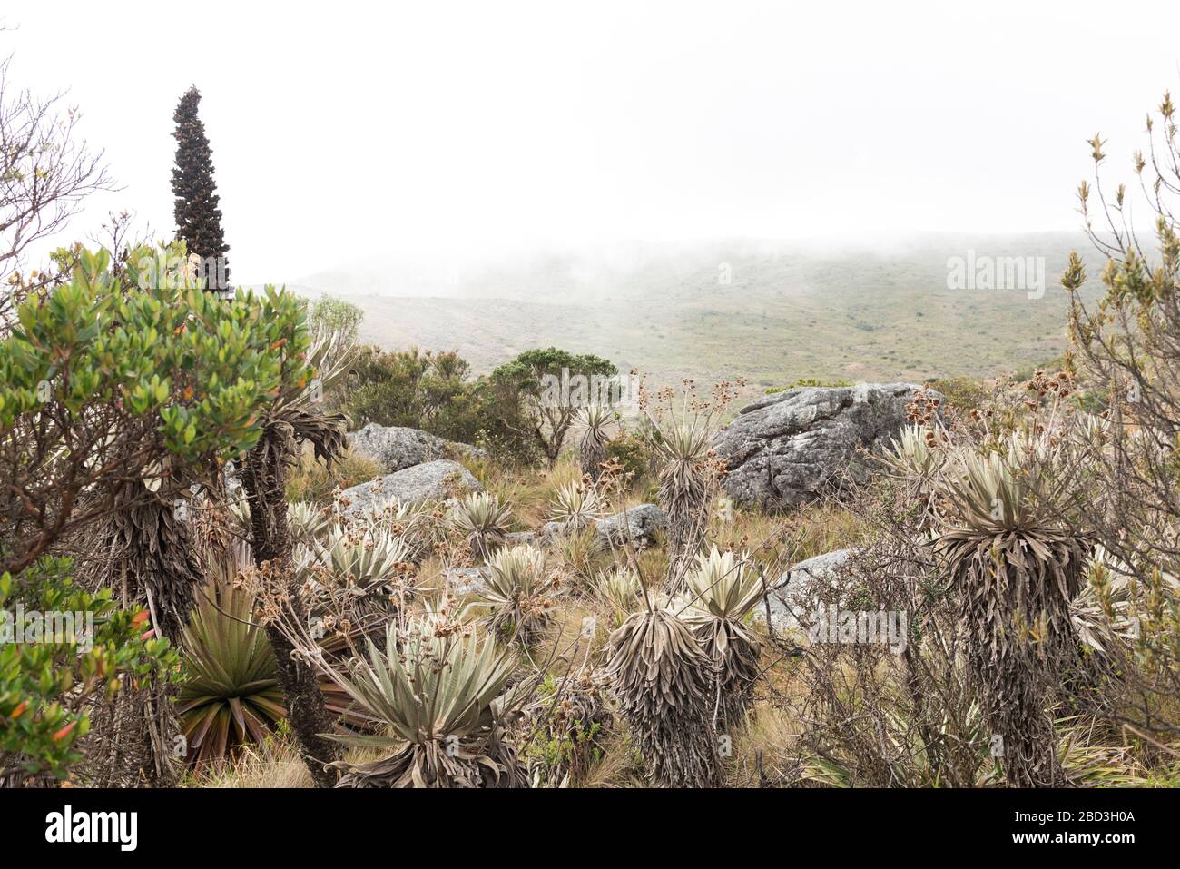Parco Nazionale di Chingaza, Colombia. Paesaggio di Moor: Vegetazione tipica del paramo, compresi i flainejones, espeletia grandiflora, e puya gou Foto Stock