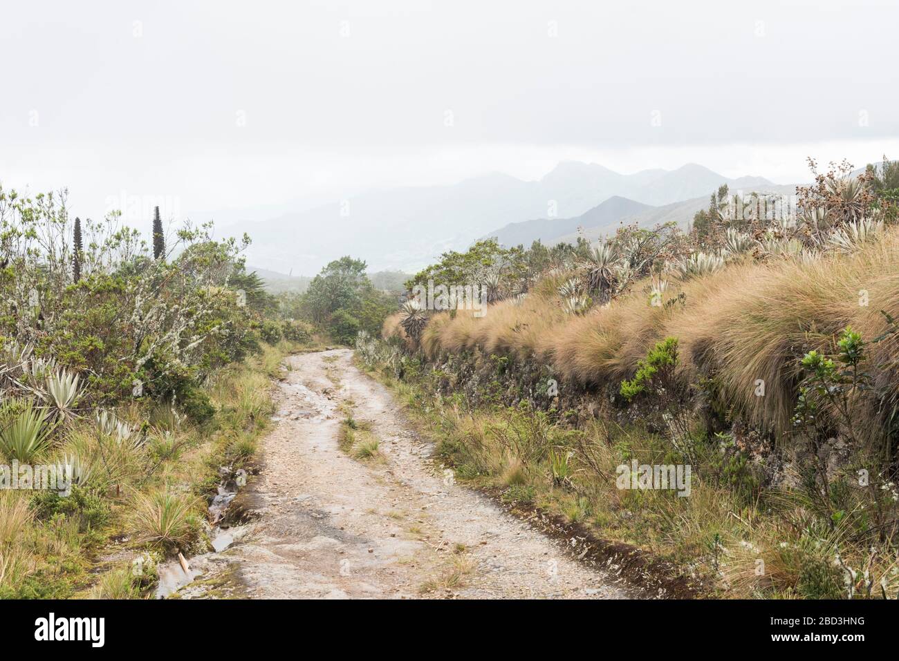 Parco Nazionale di Chingaza, Colombia. Paramo, sentiero attraverso un paesaggio di brughiera, con vegetazione autoctona, come fragilejones, espeletia, e puyas Foto Stock