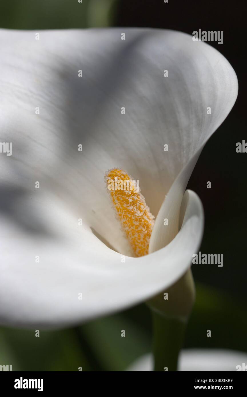 Primo piano di un fiore di Calla (Zantedeschia aethiopica), una pianta decorativa che ha un grande pislo giallo e uno spathe bianco appariscente Foto Stock