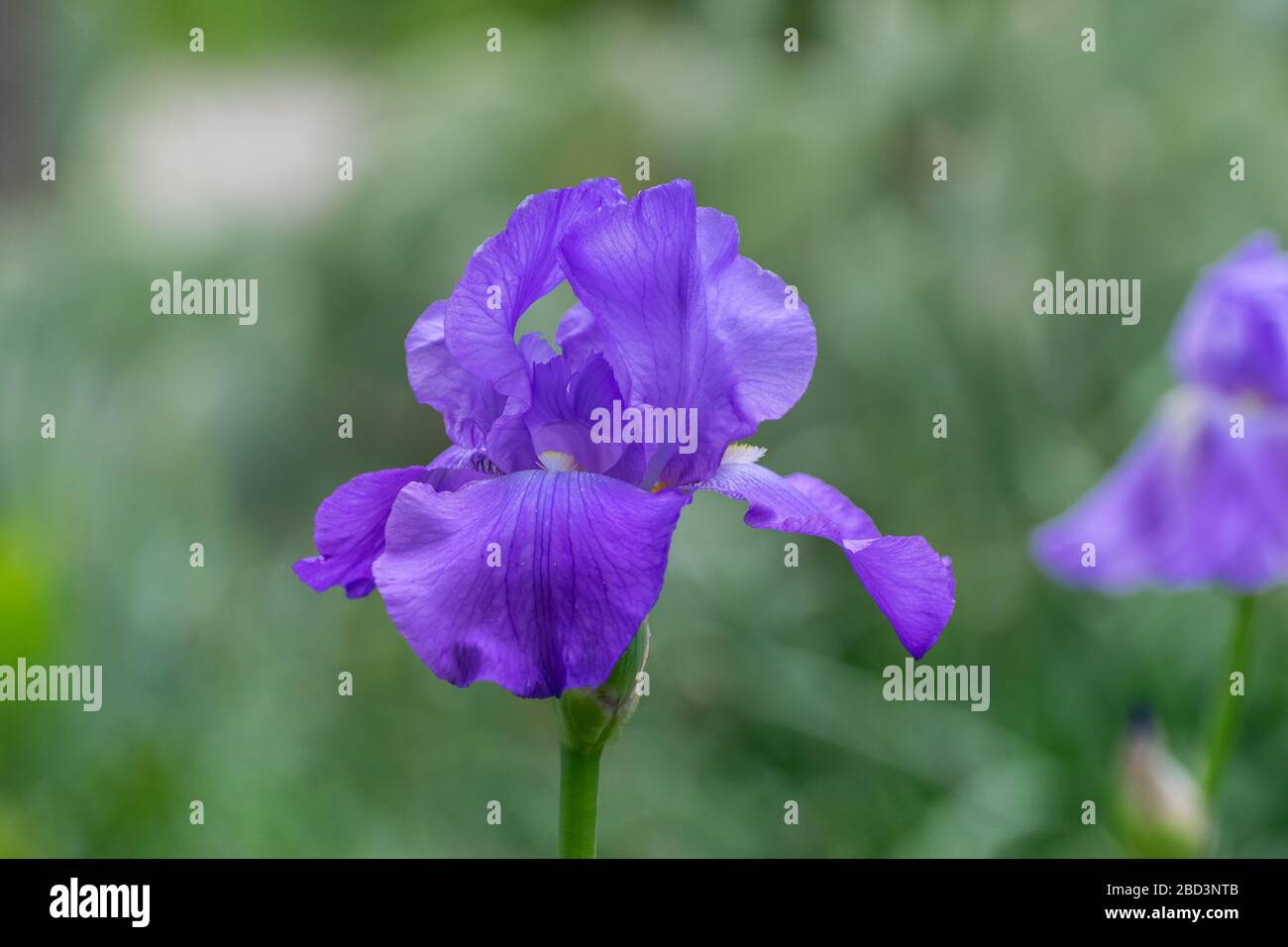 Primo piano di un bellissimo e delicato fiore di iride viola in piena fioritura in un giardino con un colore verde chiaro e sfumato a contrasto nel backgroun Foto Stock