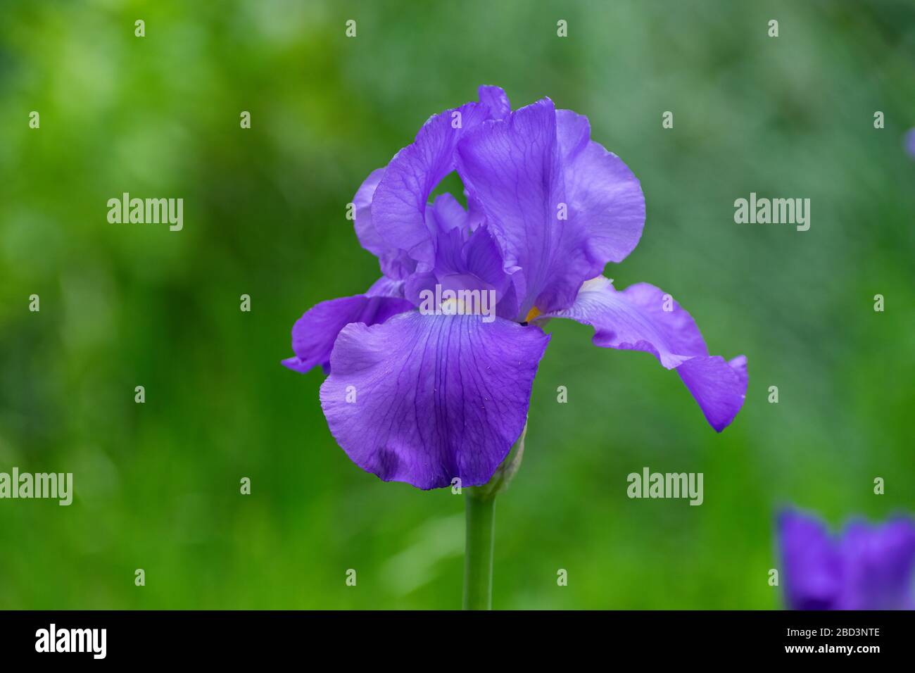 Primo piano di un bellissimo e delicato fiore di iride viola in piena fioritura in un giardino con un colore verde sfumato e vivace contrastante nel backgroun Foto Stock
