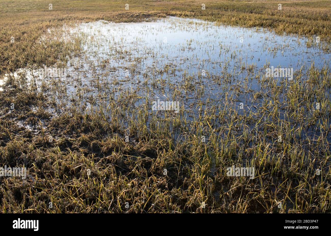 Grande pozzanghera in una cavità nel prato. Prima della siccità. Ritenzione naturale. Foto Stock