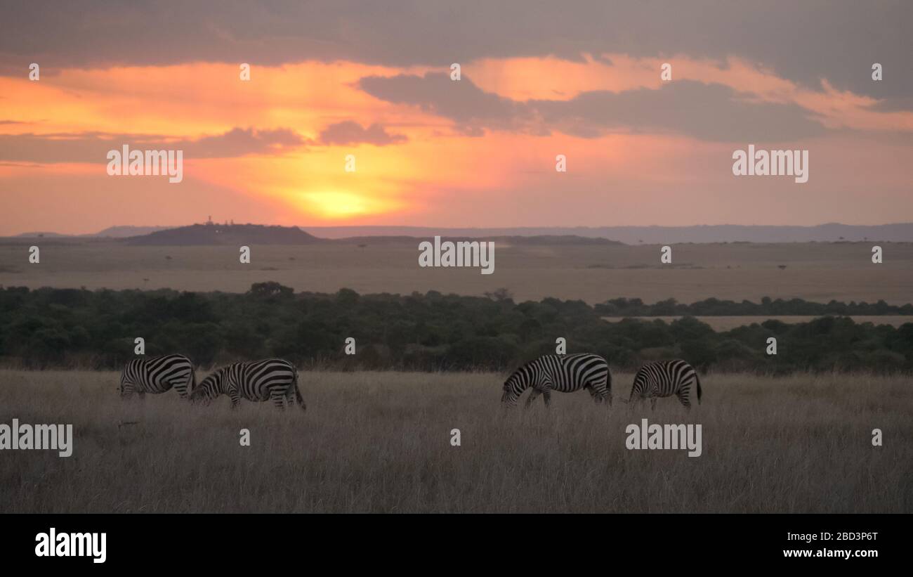 zebra che alimenta il tramonto a masai mara in kenya Foto Stock