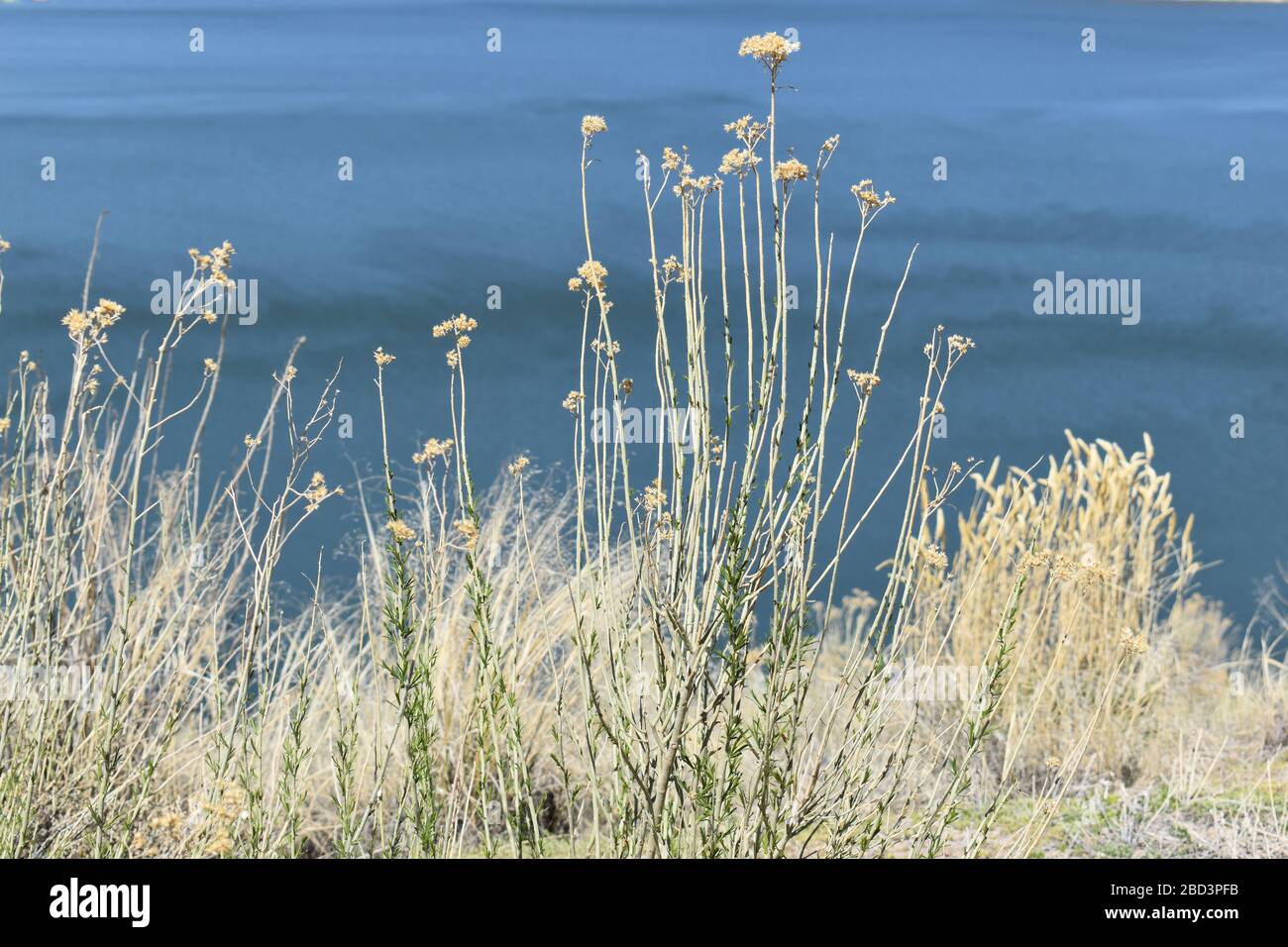 Fiori selvatici con lago sullo sfondo Foto Stock