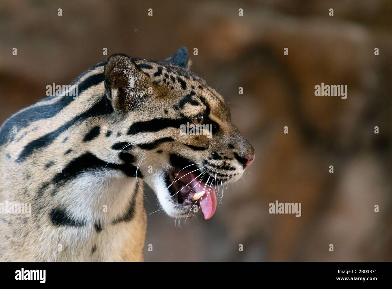 Ritratto in primo piano di leopardo nuvoloso nello zoo Foto Stock