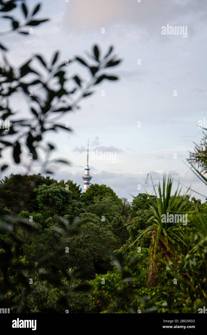 Vista dello skytower del cbd di auckland dagli alberi del Monte eden Foto Stock