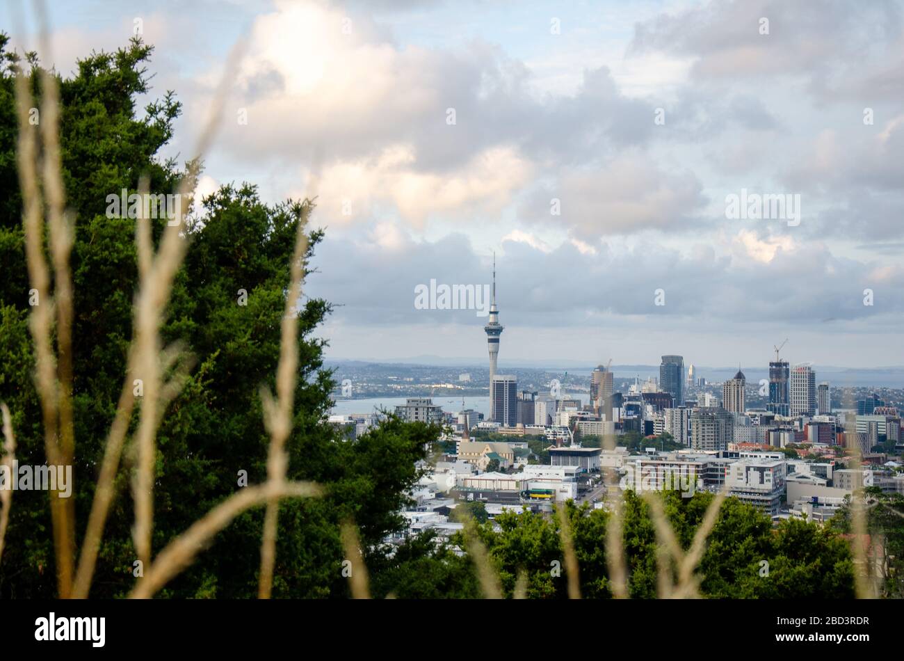Vista dello skytower del cbd di auckland dagli alberi del Monte eden Foto Stock