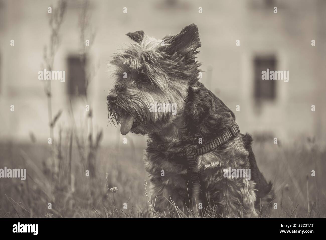 In Slovacchia, Europa, lo Yorkshire Terrier mia è un'erba incredibilmente fotogenica Foto Stock