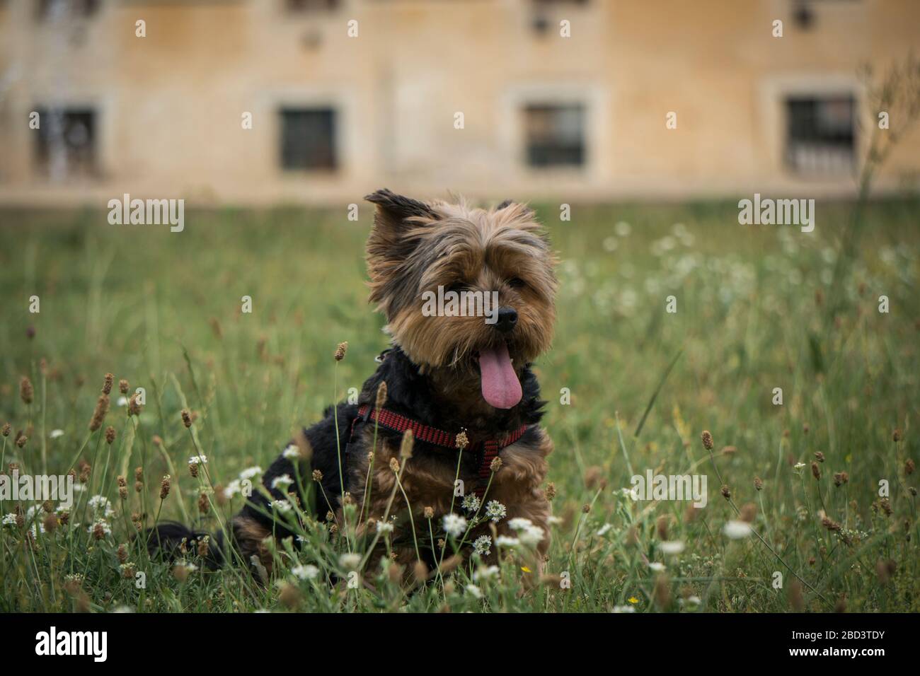 In Slovacchia, Europa, lo Yorkshire Terrier mia è un'erba incredibilmente fotogenica Foto Stock