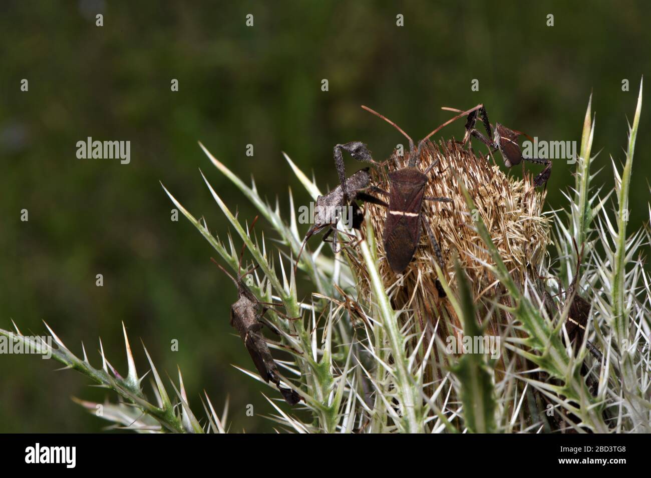 Eastern foglia footed bug. Foto Stock