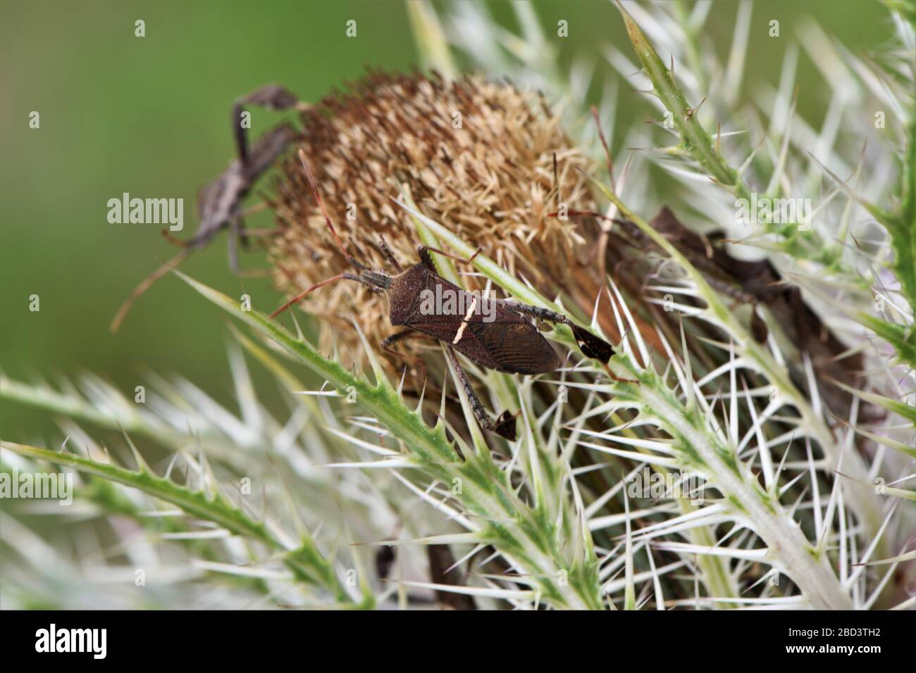Eastern foglia footed bug. Foto Stock