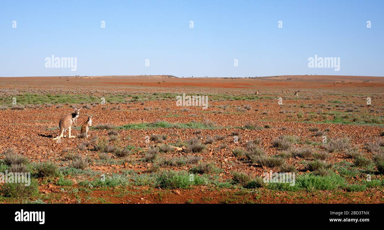 Canguri sulle pianure rocciose di Gibber del Parco Nazionale di Sturt Foto Stock