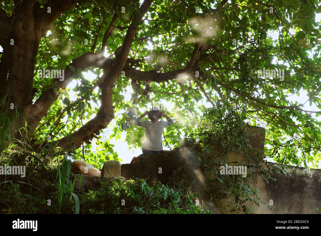 Scena incredibile con il sole della sera, la donna siede sotto il grande ramo meraviglioso di grande albero con raggio di luce del sole e cane stese accanto, la ragazza siede sulla parete Foto Stock
