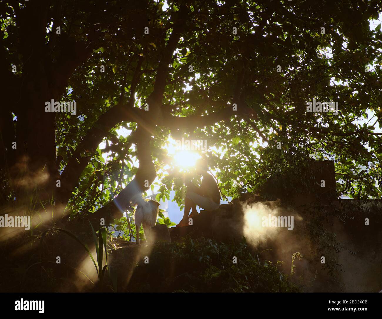 Scena incredibile con il sole della sera, la donna siede sotto il grande ramo meraviglioso di grande albero con raggio di luce del sole e cane stese accanto, la ragazza siede sulla parete Foto Stock