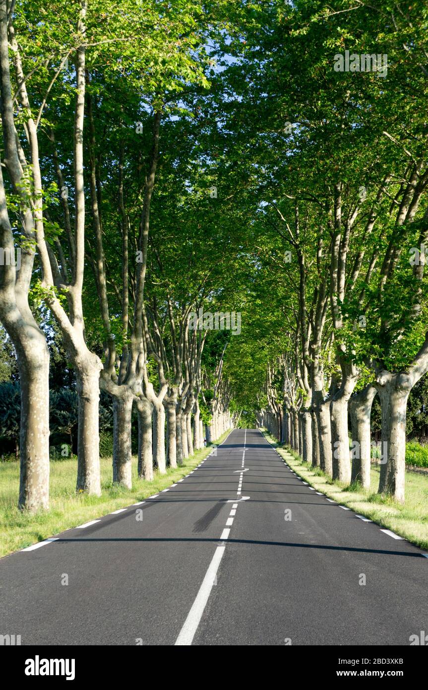 Autostrada alberata nel dipartimento di Aude della Francia meridionale Foto Stock