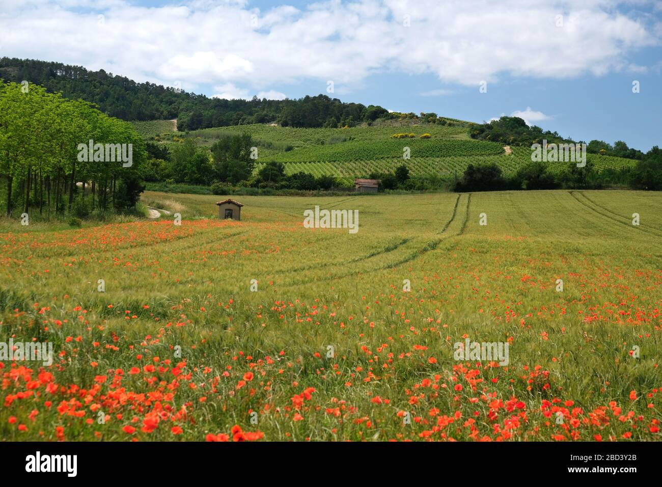 Piante di papavero rosso in un campo vicino a Limoux, dipartimento dell'Aude, Francia Foto Stock