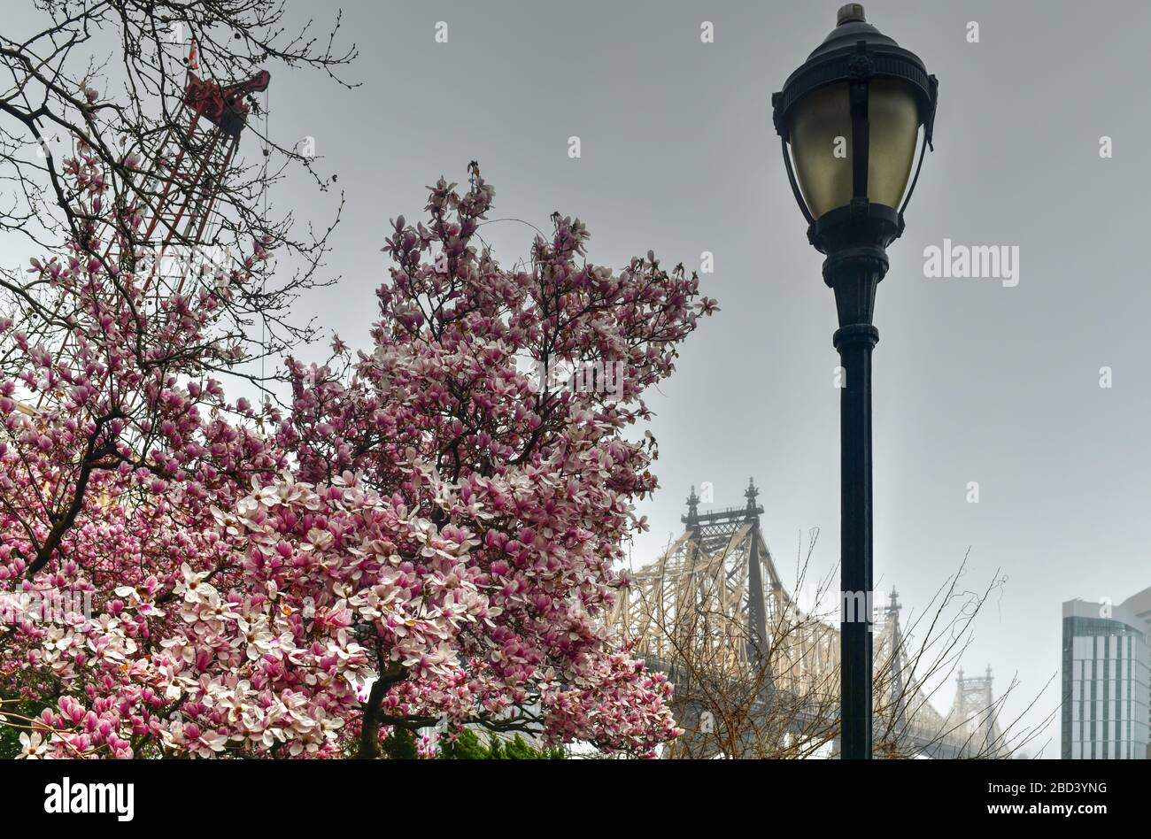Sutton Place Park a nord in primavera, mentre gli alberi fioriscono con una vista del Queensboro Bridge a New York City. Foto Stock