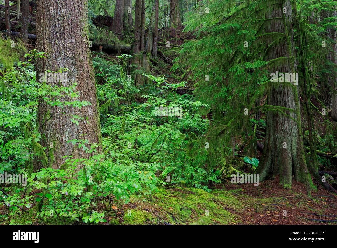 Il Capilano River Regional Park, Vancouver, British Columbia, Canada Foto Stock