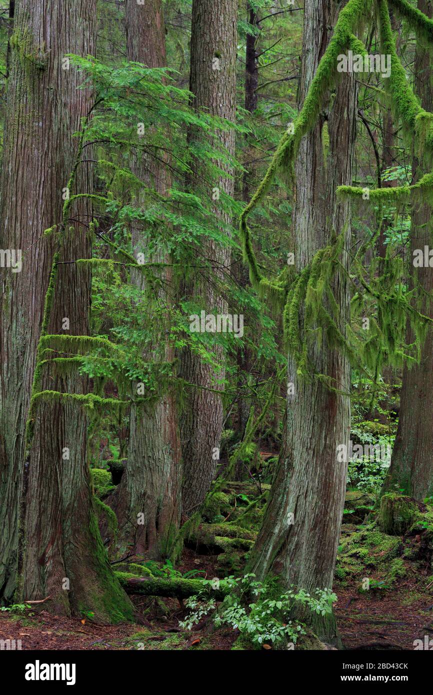 Il Capilano River Regional Park, Vancouver, British Columbia, Canada Foto Stock