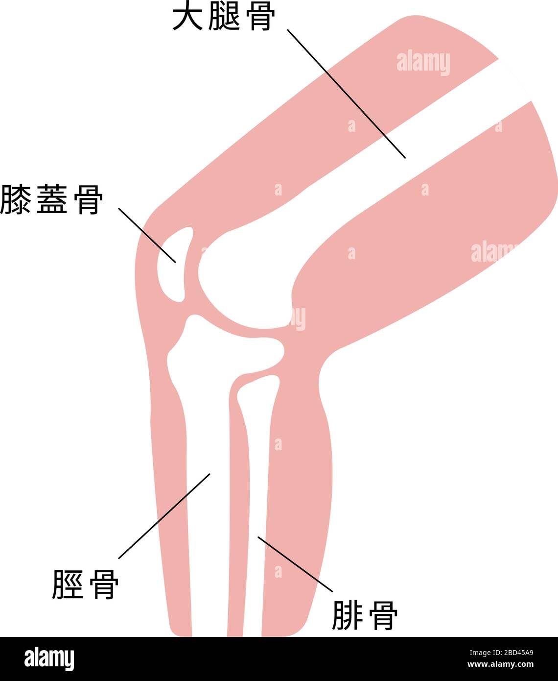 Illustrazione della sezione articolazione del ginocchio Illustrazione Vettoriale