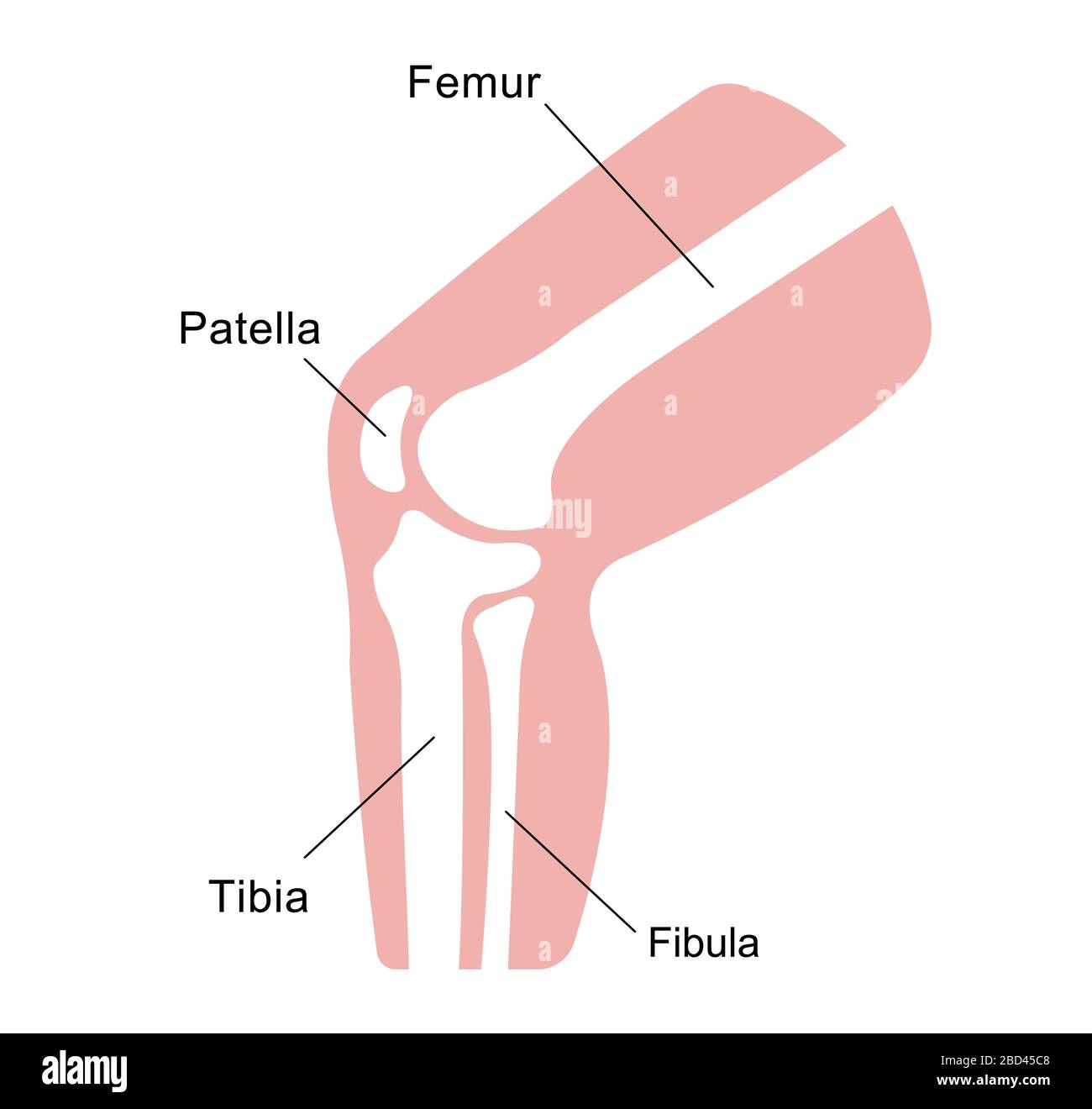 Illustrazione della sezione articolazione del ginocchio Illustrazione Vettoriale