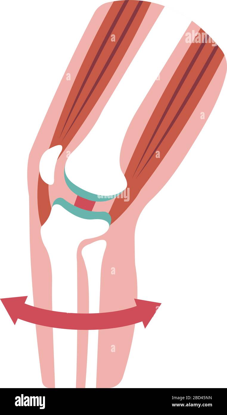 Illustrazione in sezione dell'articolazione del ginocchio (illustrazione piatta). Illustrazione Vettoriale