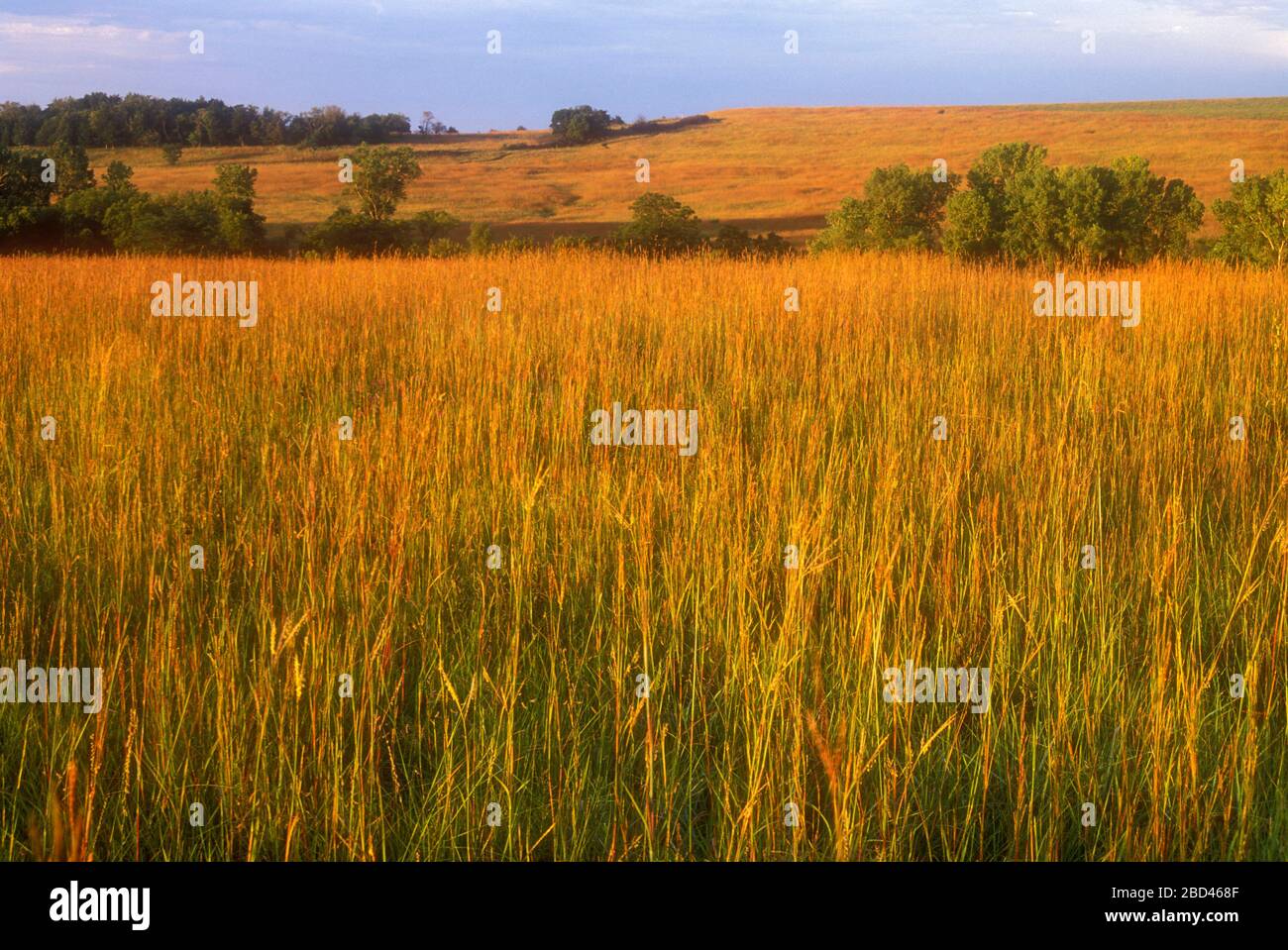 Prairie, Tallgrass Prairie National Preserve, Flint Hills Scenic Byway, Kansas Foto Stock