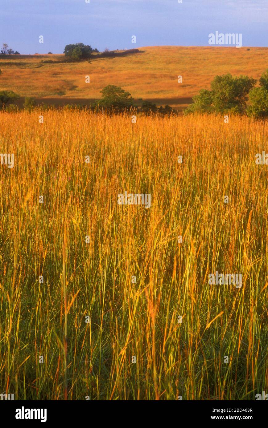 Prairie, Tallgrass Prairie National Preserve, Flint Hills Scenic Byway, Kansas Foto Stock