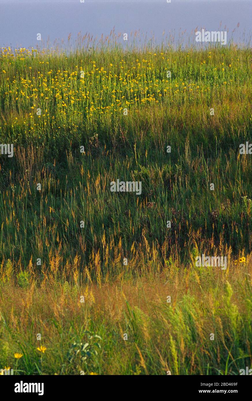 Prairie, Konza Prairie preservare, Kansas Foto Stock