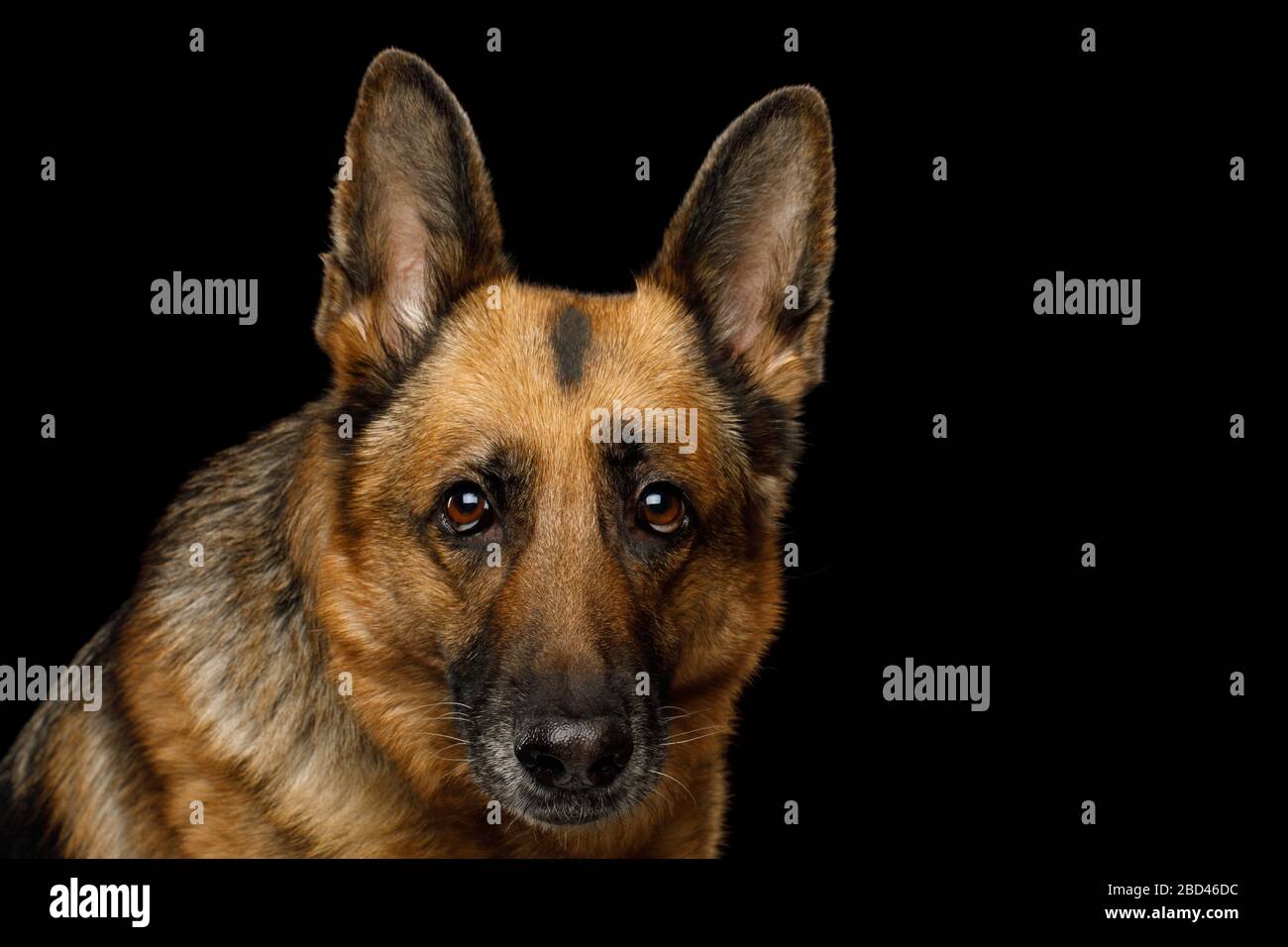 Primo piano Ritratto del cane Pastore tedesco che guarda su sfondo nero isolato Foto Stock