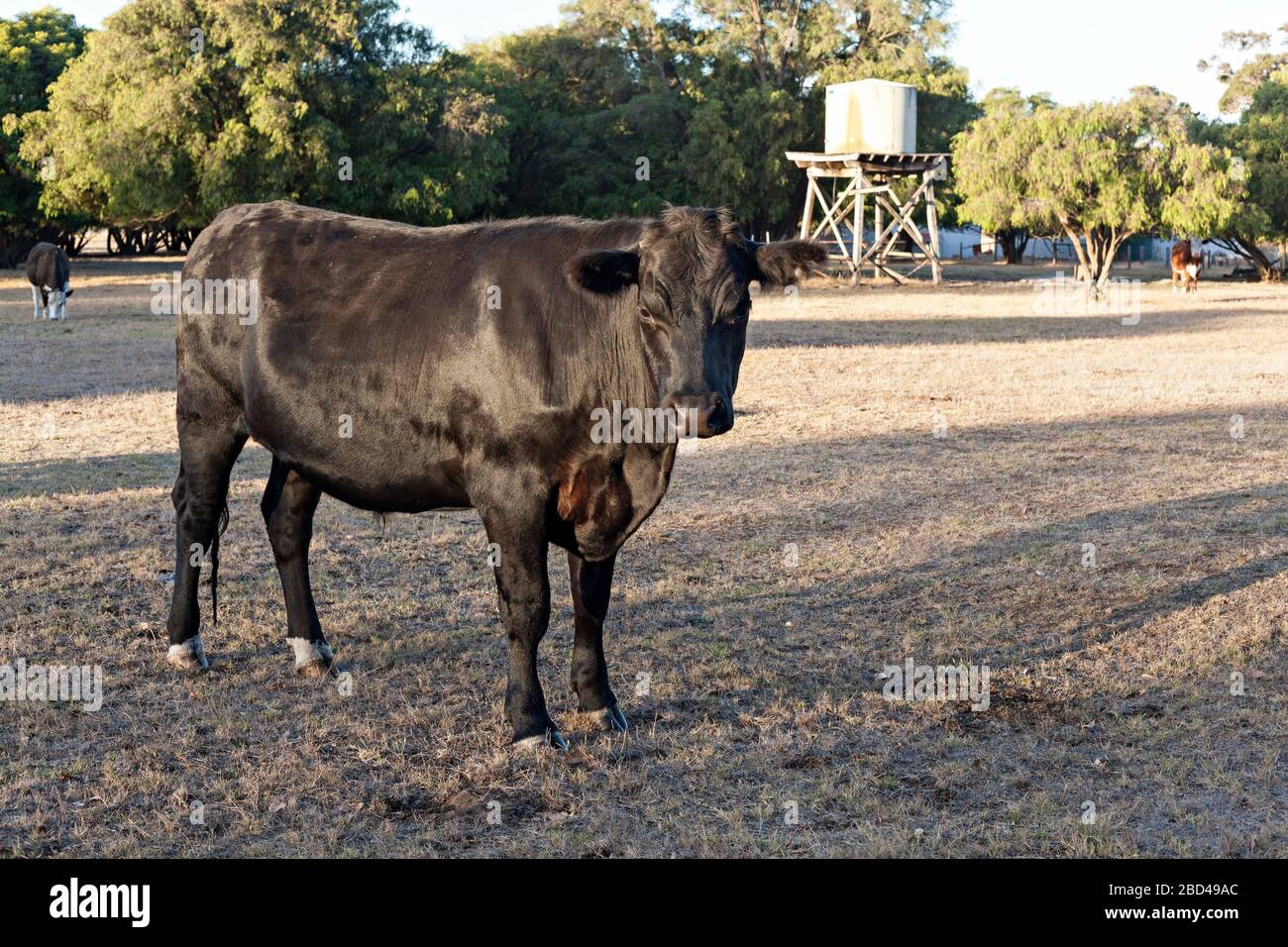 Black Angus Cow su terreno agricolo con serbatoio d'acqua, Augusta, Australia Occidentale Foto Stock