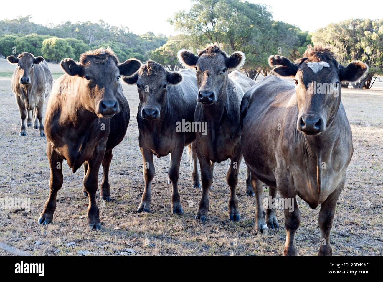 Mucche su terreno agricolo guardando verso macchina fotografica, Augusta, Australia Occidentale Foto Stock