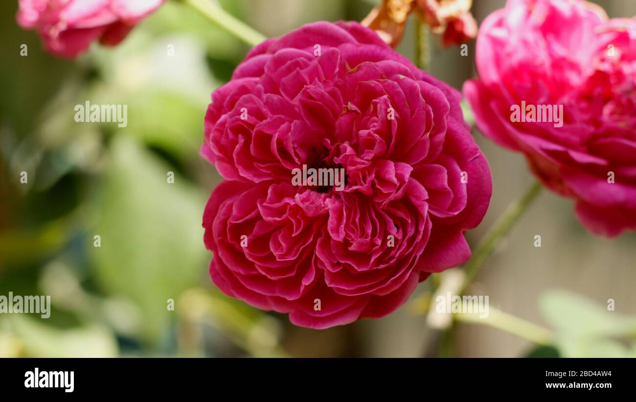 Fiore di rosa di alta qualità nel giardino della casa Foto Stock