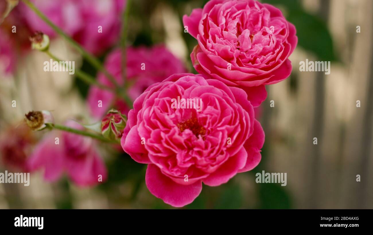 Fiori di rosa in casa del villaggio Foto Stock