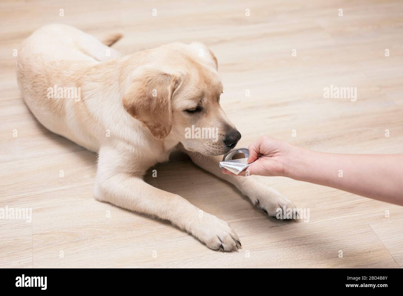 zecca e prevenzione delle pulci per cane. donna che tiene le pillole e  primo piano farmaco che sono importanti nei cani Foto stock - Alamy