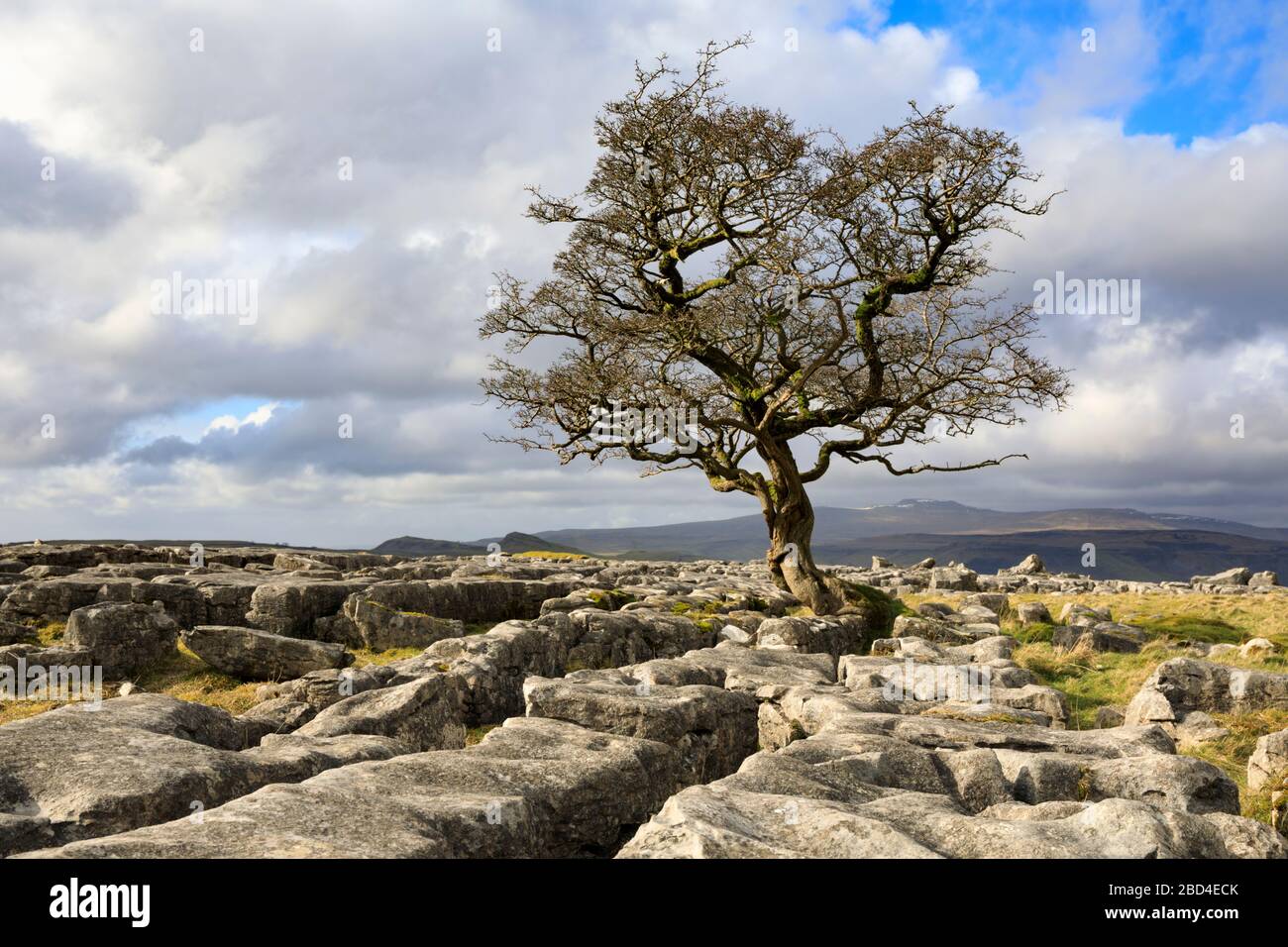 Un albero di biancospino solato presso le Winskill Stones nel Yorkshire Dales National Park. Foto Stock
