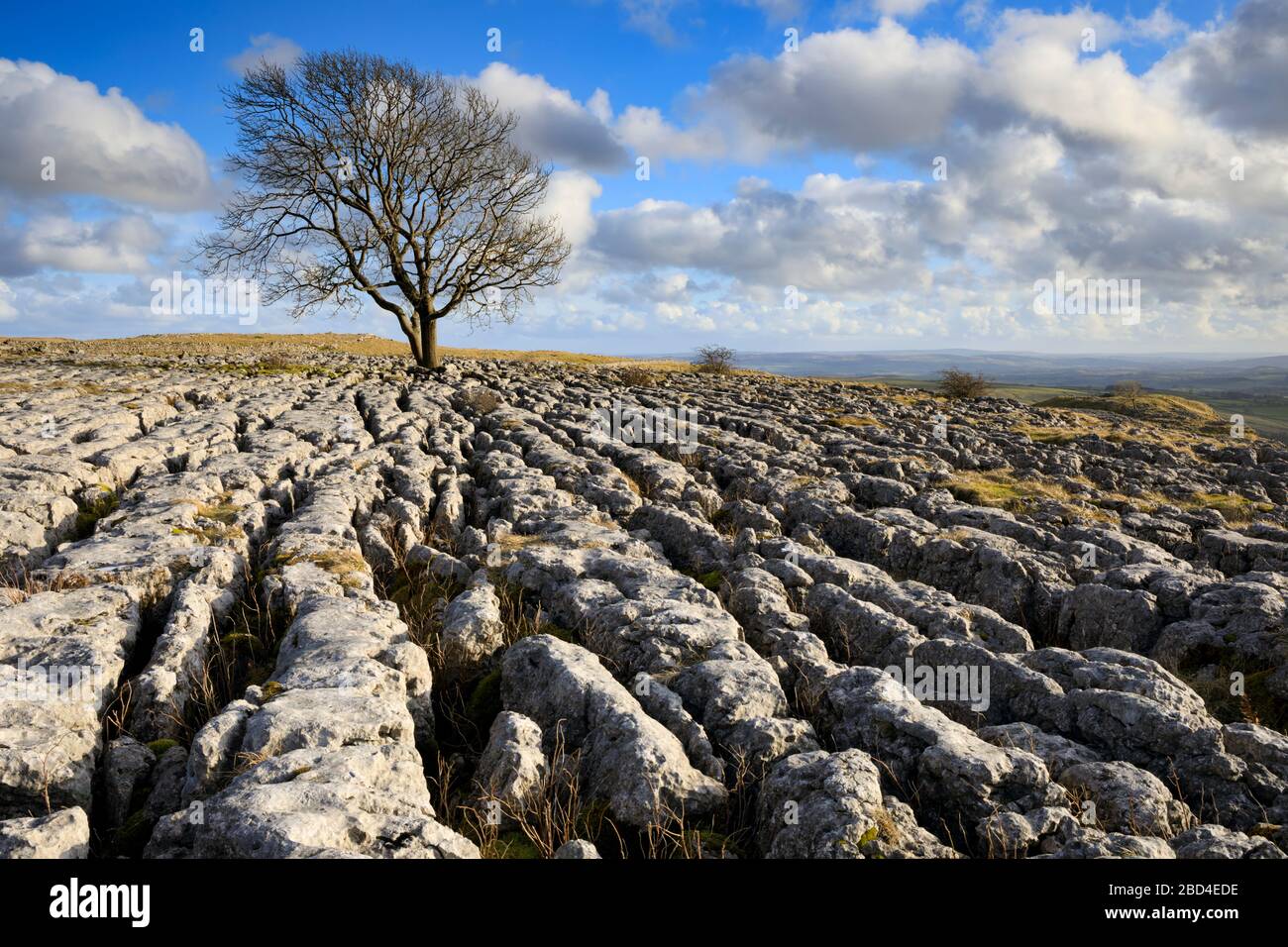 Un albero di quercia solone su una zona di pavimentazione di pietra calcarea a Malham Lings nel Yorkshire Dales National Park. Foto Stock