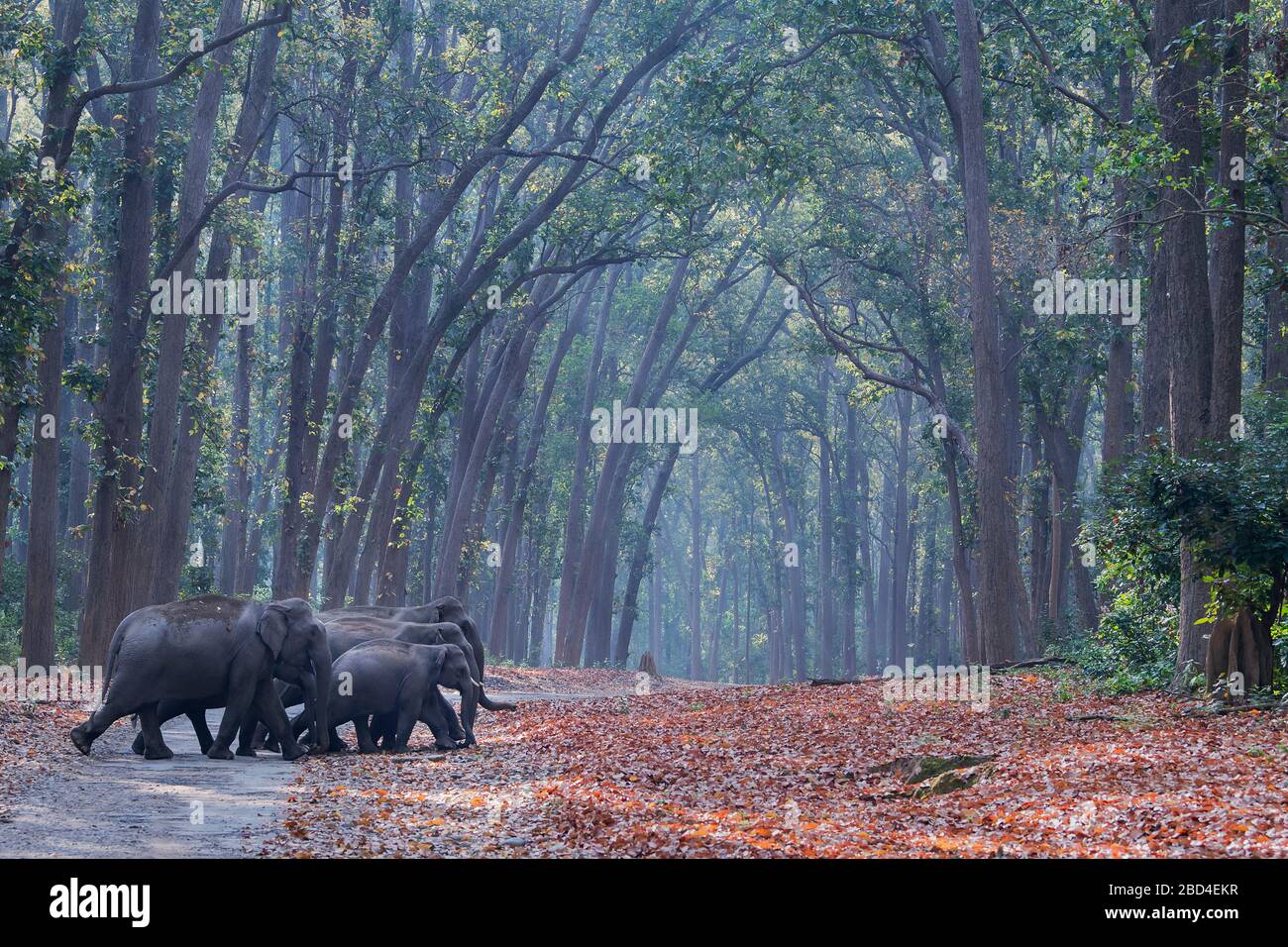 L'immagine di elefante asiatico (Elephas maximus) mandria in Paesaggio del parco nazionale Corbett, India, Asia Foto Stock