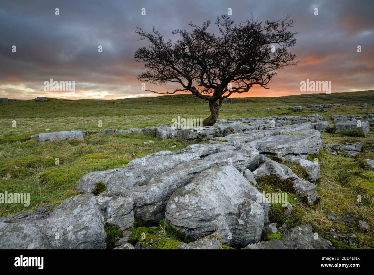 Un albero di biancospino solato presso le Winskill Stones nel Yorkshire Dales National Park catturato all'alba. Foto Stock