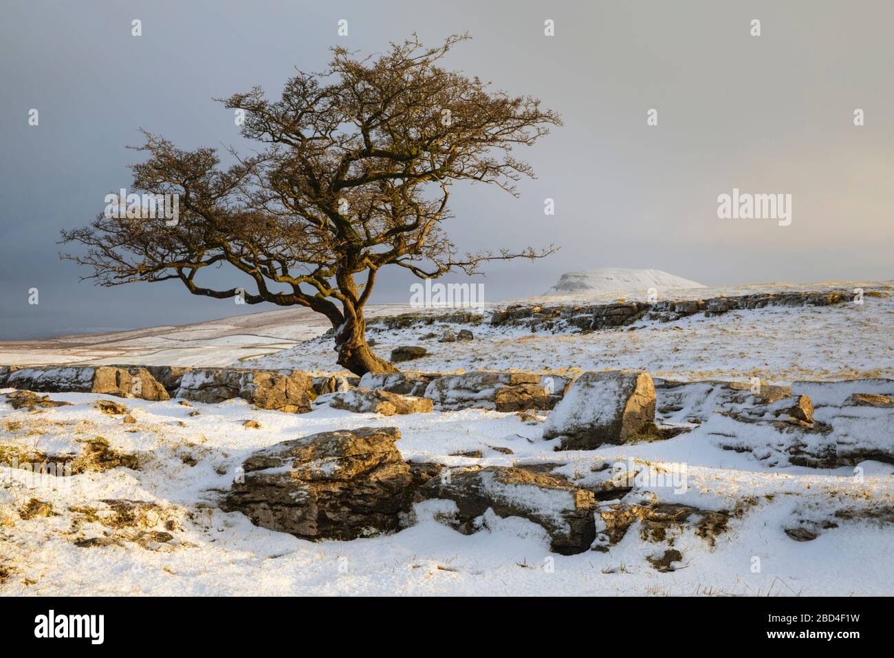Un albero solistico presso le Winskill Stones nel Yorkshire Dales National Park con Pen-y-ghent in lontananza. Foto Stock