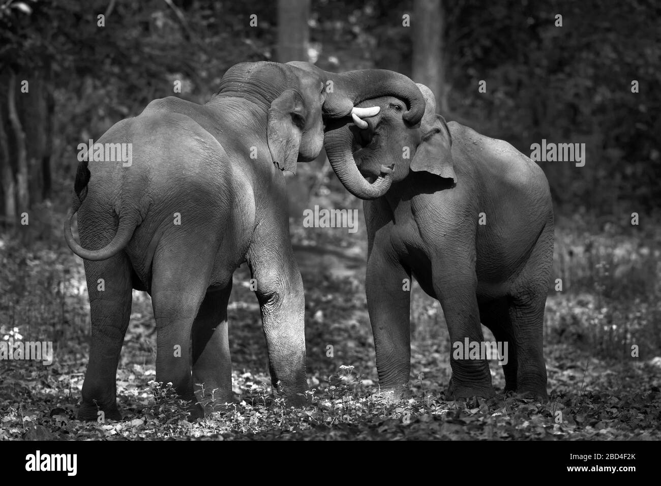 L'immagine di elefante asiatico (Elephas maximus) Tuskers lotta nel parco nazionale di Corbett, India, Asia Foto Stock