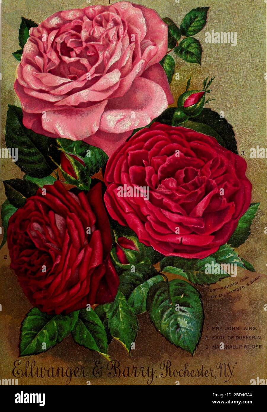 Immagine dalla pagina 20 del 'Catalogo generale di alberi da frutto, rose, ecc. di Ellwanger & Barry' (1894) Foto Stock