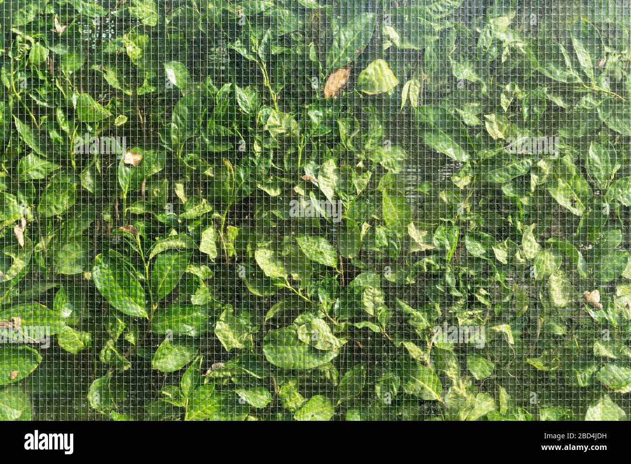 Le foglie verdi di una siepe si premono contro una parete di vetro. Foto Stock