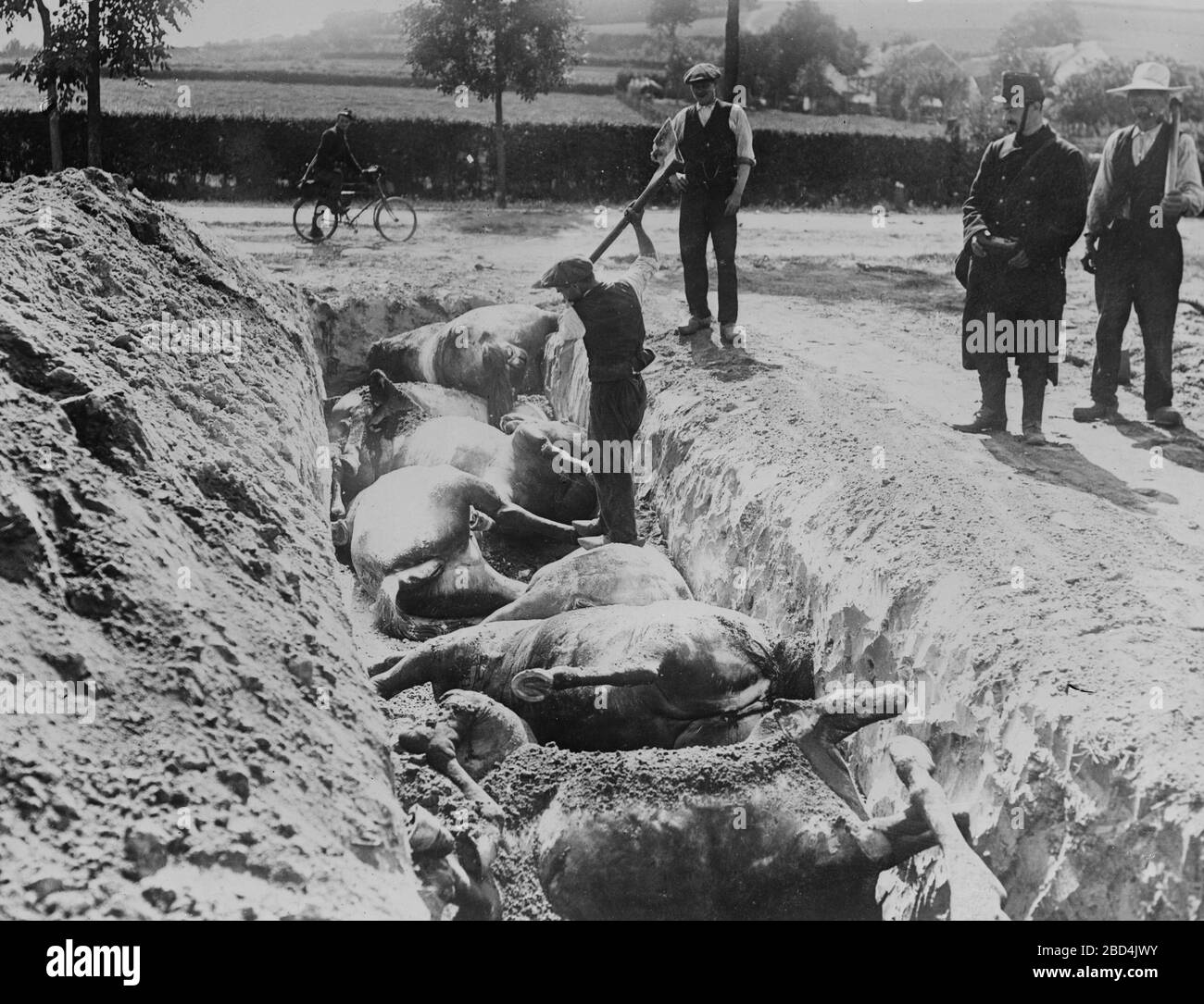 Cavalli morti sepolti in una trincea dopo la battaglia di Haelen che fu combattuta dagli eserciti tedesco e belga il 12 agosto 1914 vicino Haelen, Belgio, durante la prima guerra mondiale Foto Stock