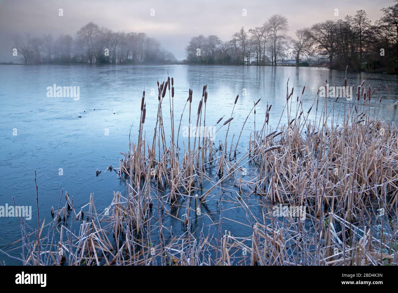 Una copertura di ghiaccio sul lago di pesca al Castello di Old Wardour vicino a Tisbury nel Wiltshire. Foto Stock